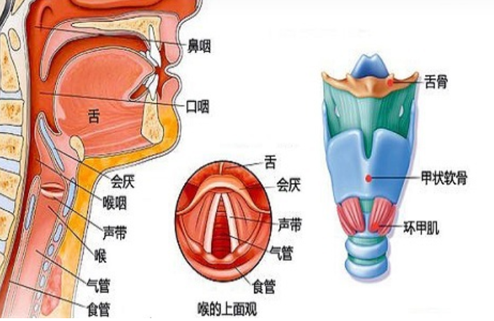 洛陽(yáng)咽炎診所:咽炎的癥狀及分類(lèi)